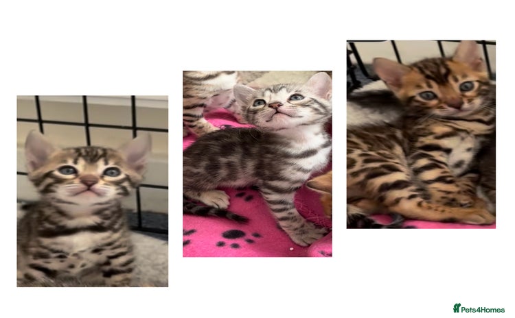Bengal cats - Advert 1