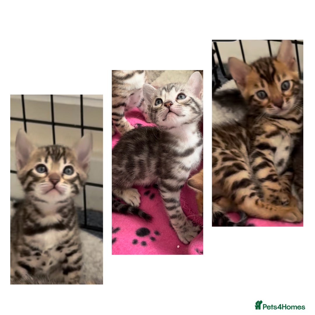 Bengal cats for sale: 😍3 Beautiful Bouncy Bengals Need A Home 😍 - Image 1