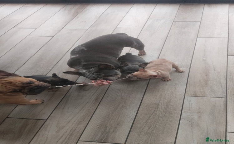 French Bulldog dogs - Advert 10