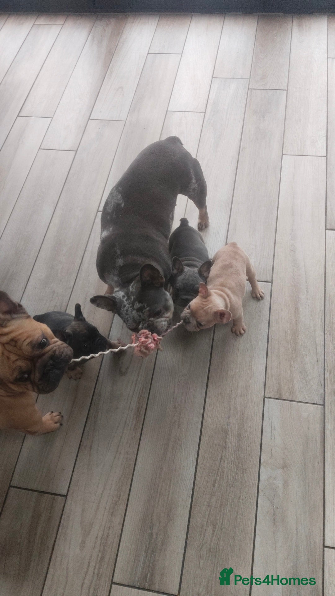 French Bulldog dogs for sale: French Bulldog Puppies  - Image 1