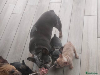 French Bulldog dogs - Advert 8