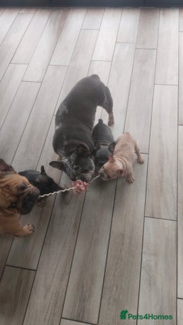 French Bulldog dogs - Advert 6