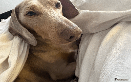 Miniature Dachshund dogs for sale: Buddy - Image 5