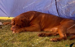 Dogue De Bordeaux dogs for sale: Dogue de Bordeaux puppy’s ready now  - Image 3