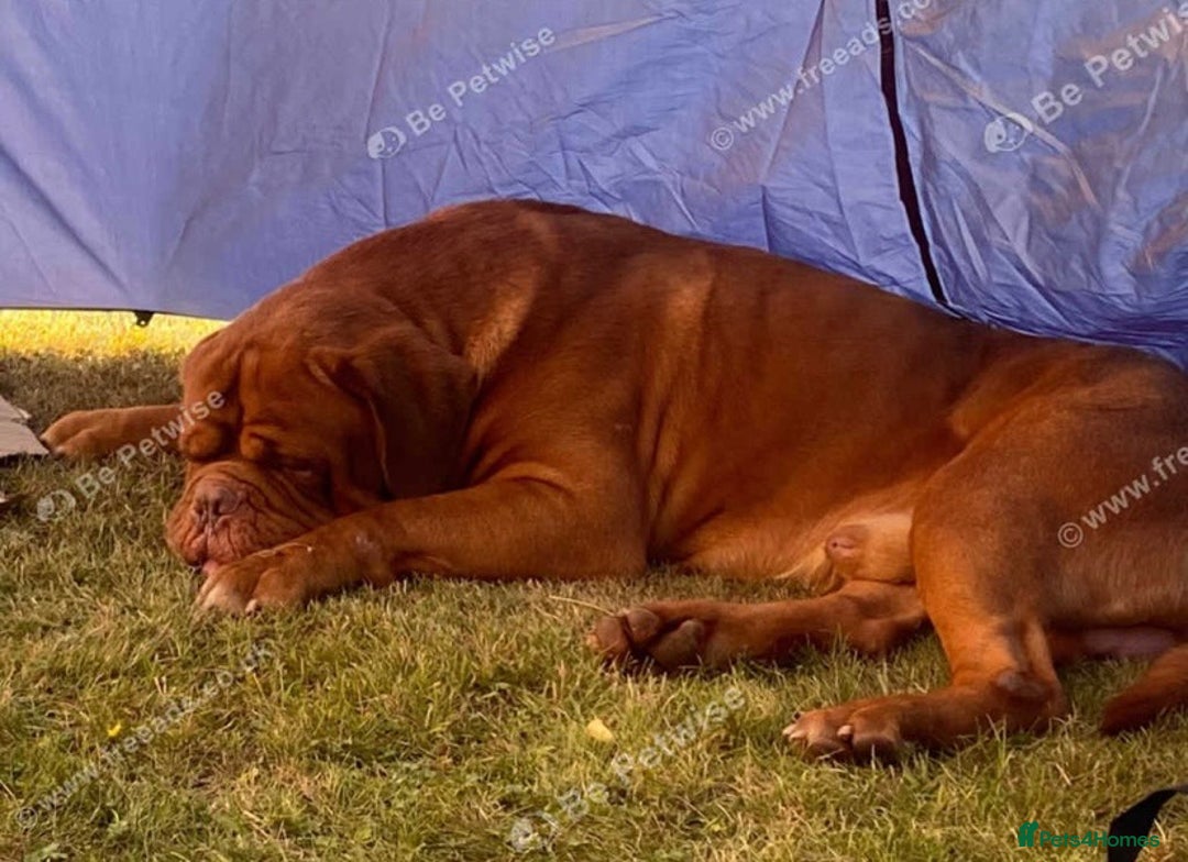 Dogue De Bordeaux dogs for sale: Dogue de Bordeaux puppy’s ready now  - Image 3