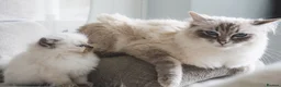 Ragdoll cats for sale: Pedigree registered ragdoll kittens Gccf  - Advert 1