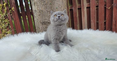 British Shorthair cats in Oldham - Advert 12