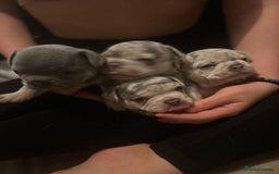 French Bulldog dogs for sale: Stunning French bulldog puppies - Advert 2