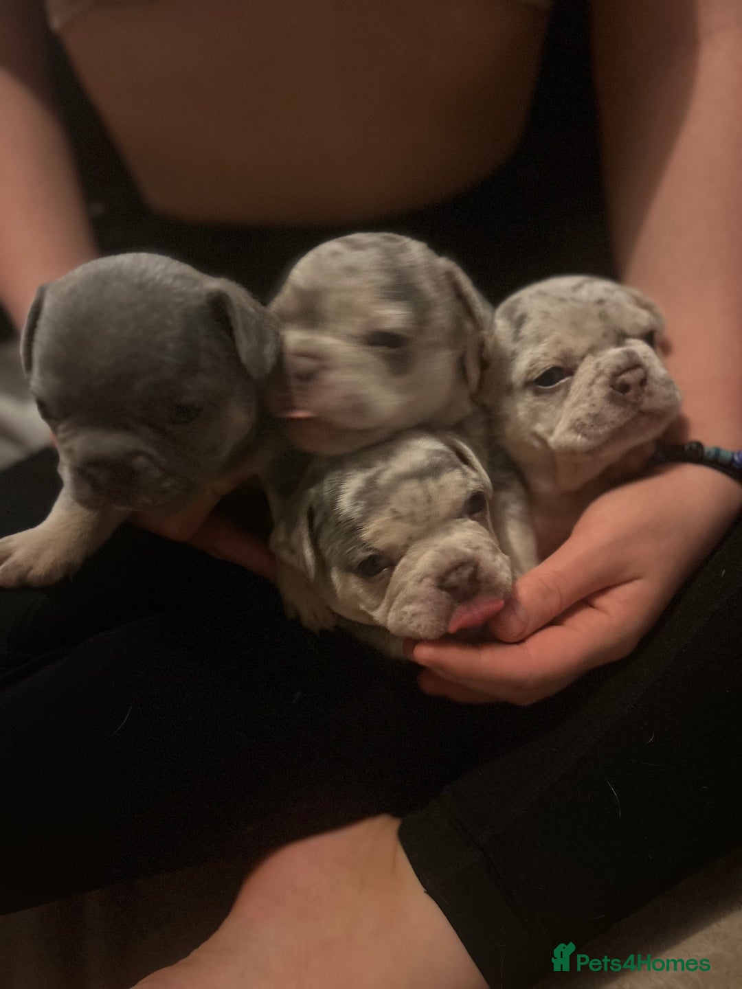 French Bulldog dogs for sale: Stunning French bulldog puppies - Advert 2