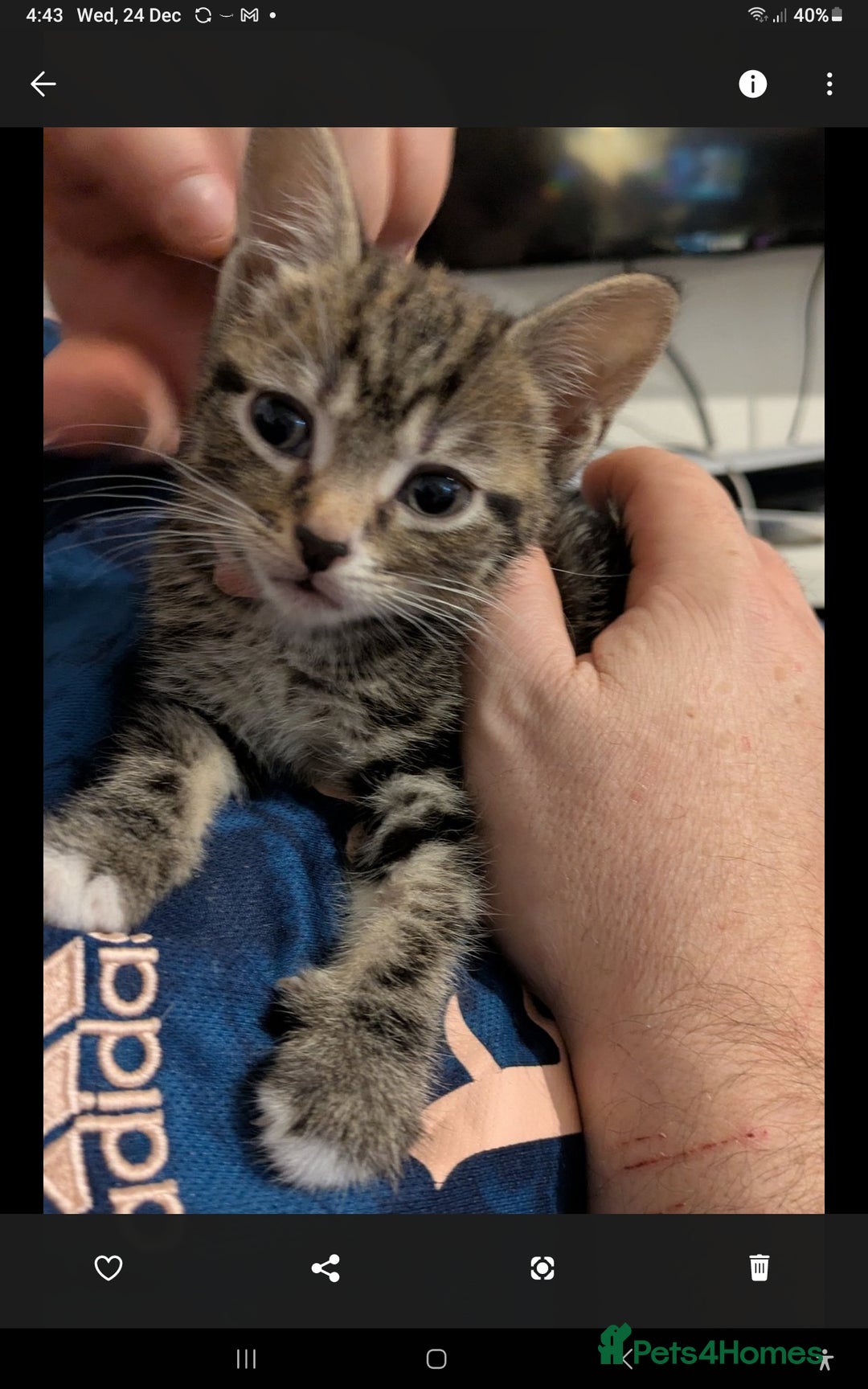 British Shorthair cats for sale: 2 female Kittens for sale - Advert 4
