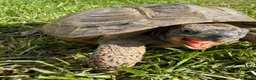 Tortoise reptiles for sale: Male Horsfields tortoise  in Ellesmere Port - Advert 2