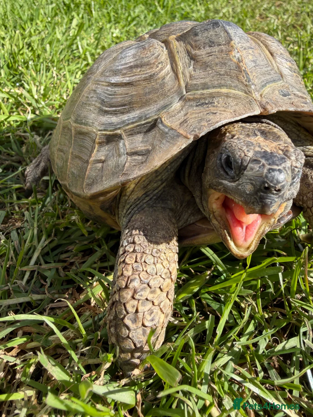 Tortoise reptiles for sale: Male Horsfields tortoise  in Ellesmere Port - Advert 2