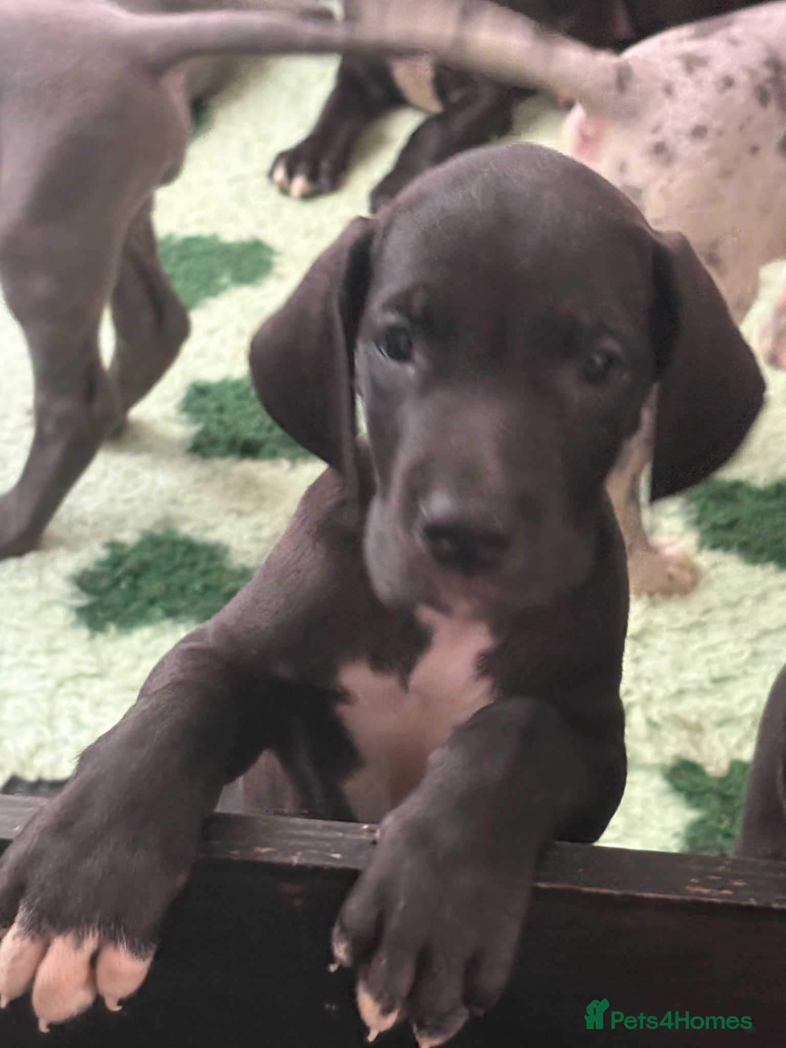 Great Dane dogs High Quality Great Dane Puppies - Advert 2