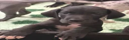 Great Dane dogs for sale: High Quality Great Dane Puppies - Advert 14