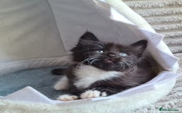 Siamese cats for sale: STUNNING FLUFFY LYNXPOINT CROSS KITTENS - Image 3