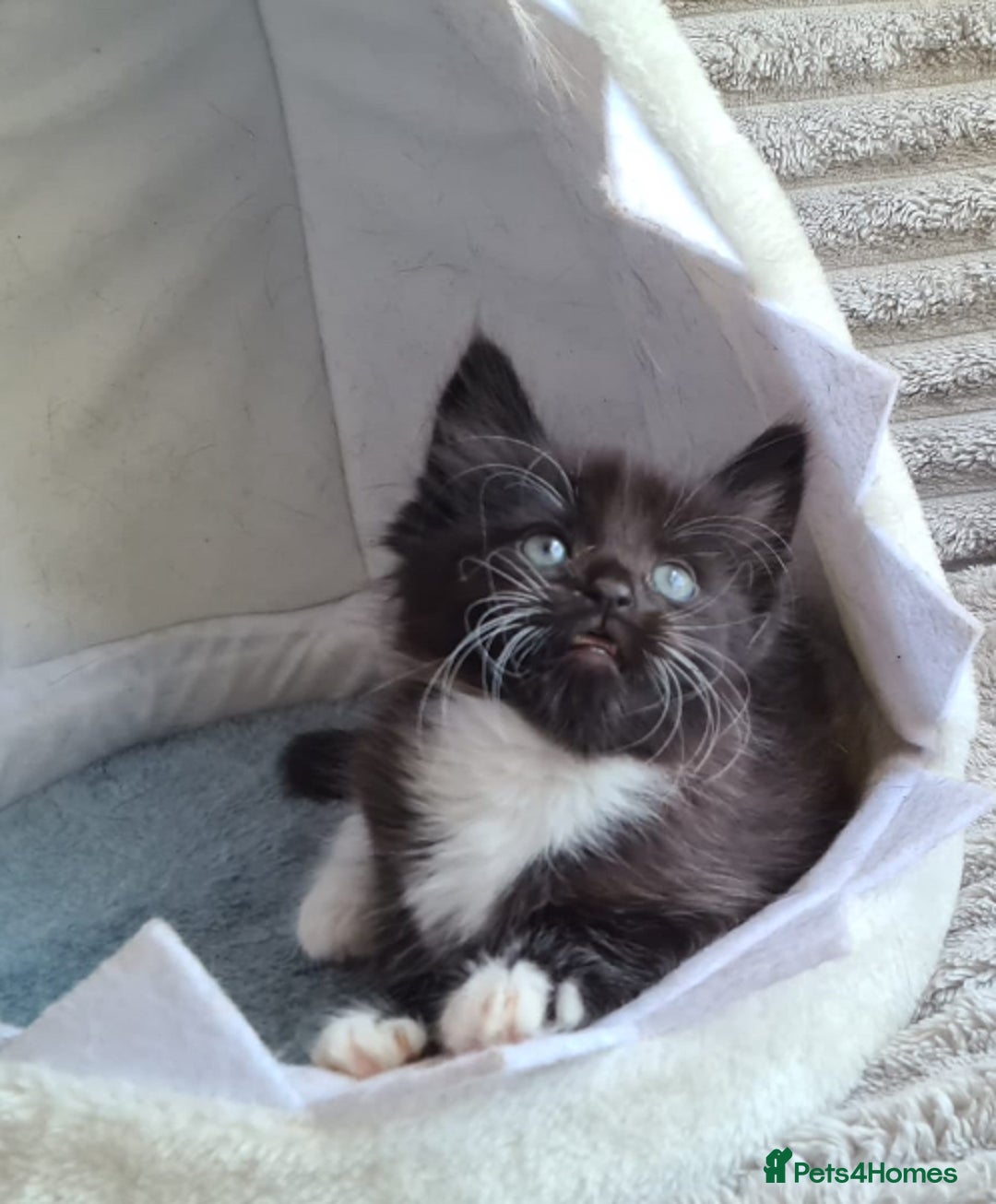 Siamese cats for sale: STUNNING FLUFFY LYNXPOINT CROSS KITTENS - Image 3