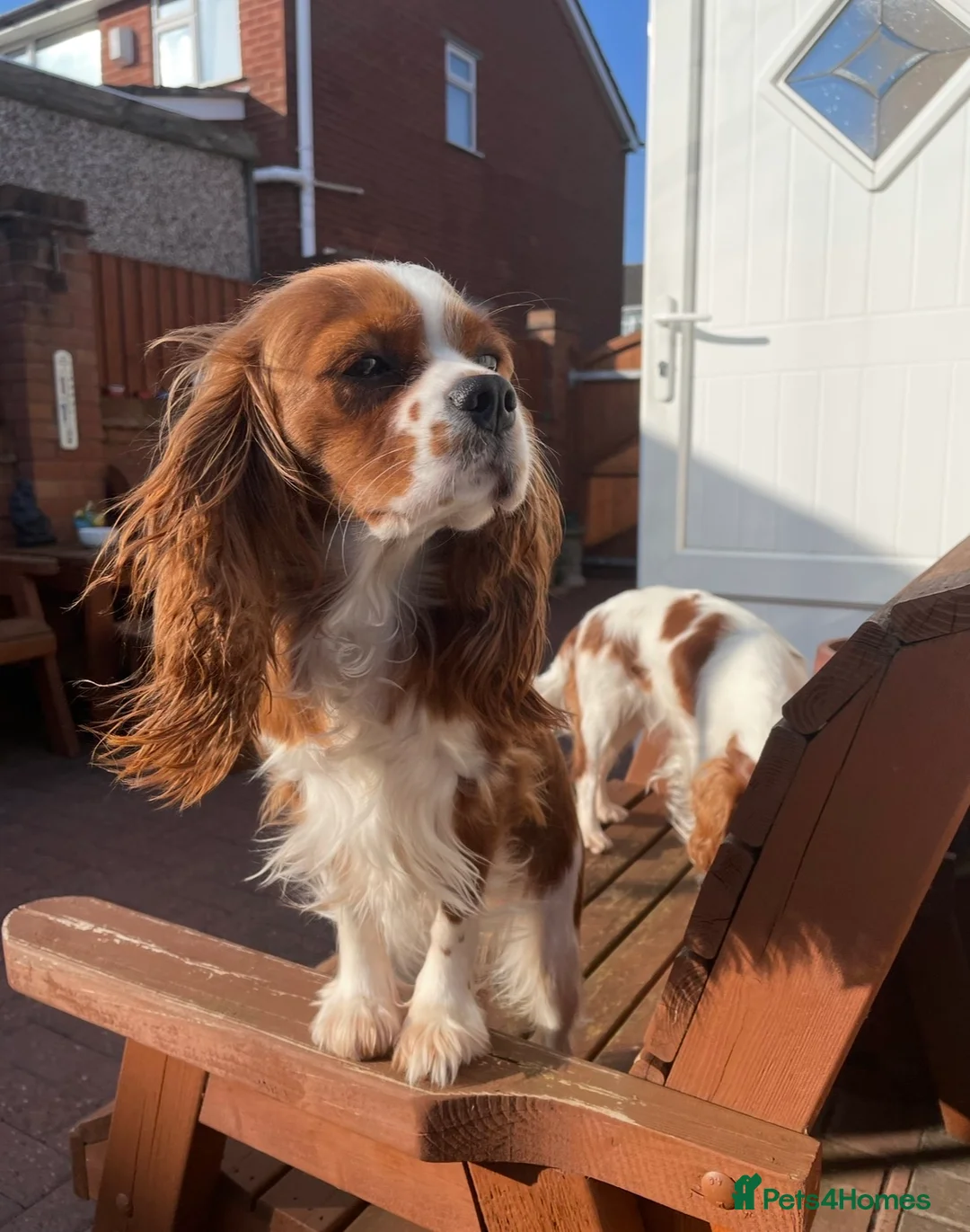 Cavalier King Charles Spaniel dogs for sale: Stunning cavalier King Charles puppies for sale - Advert 1