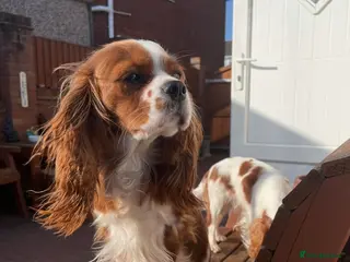 Cavalier King Charles Spaniel dogs Stunning cavalier King Charles puppies for sale - Advert 6