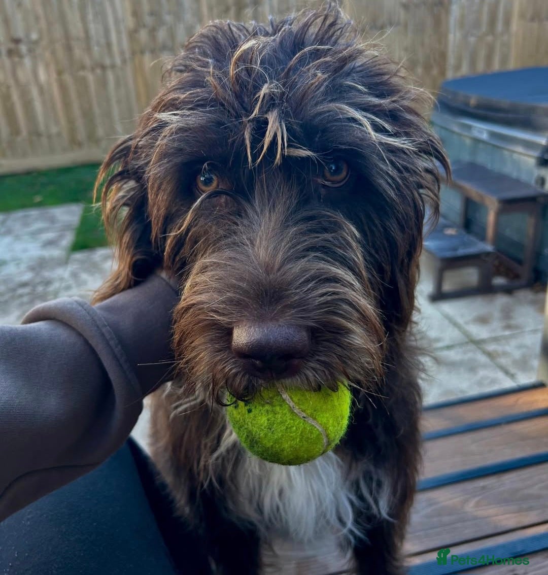 Labradoodle dogs for sale: Beautful labradoodle puppies available for sale  - Advert 2