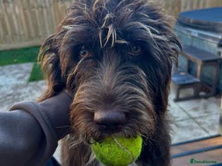Labradoodle dogs Beautful labradoodle puppies available for sale - Advert 6
