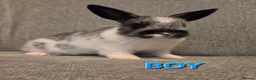 Netherland Dwarf rabbits for sale: 8 week old pure Netherland Dwarf 🩷🩵 - Advert 14
