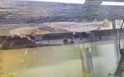 Tetras fish for sale: Rocket Gar fish Ctenolucius hujeta - Image 4