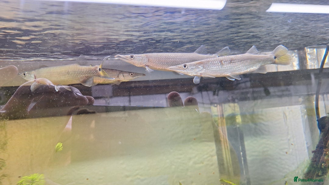 Tetras fish for sale: Rocket Gar fish Ctenolucius hujeta - Image 4