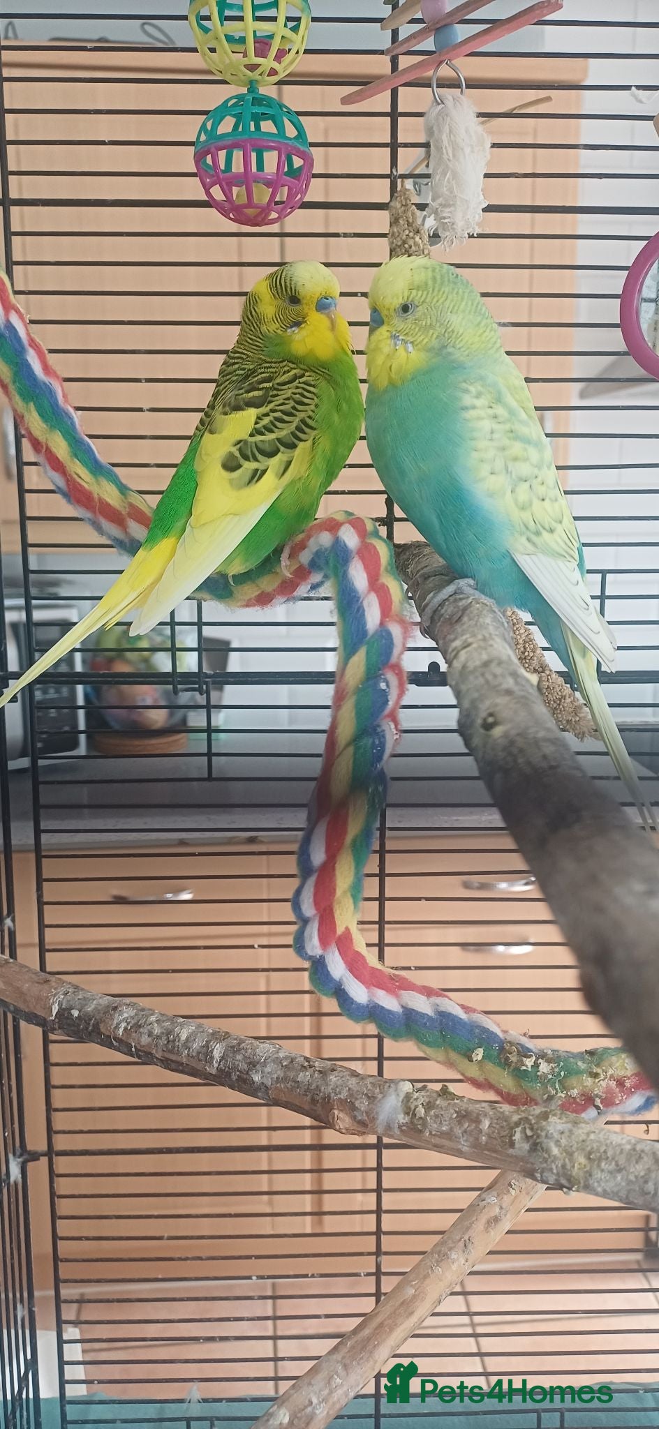 Budgerigars birds Two Budgies  - Advert 10