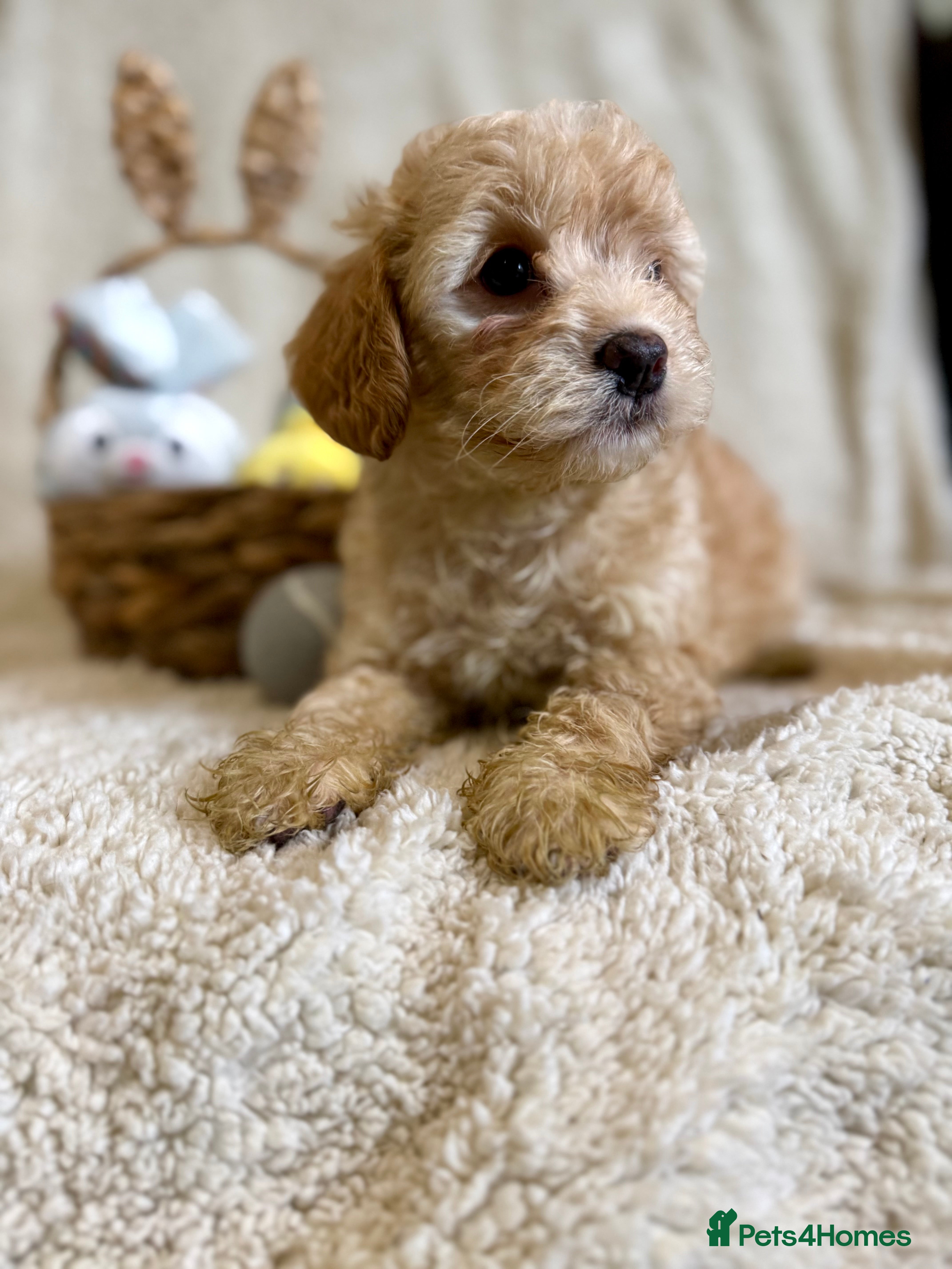 Cavapoo dogs Beautiful F1B Cavapoo puppies  - Advert 9