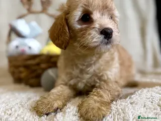 Cavapoo dogs Beautiful F1B Cavapoo puppies - Advert 9