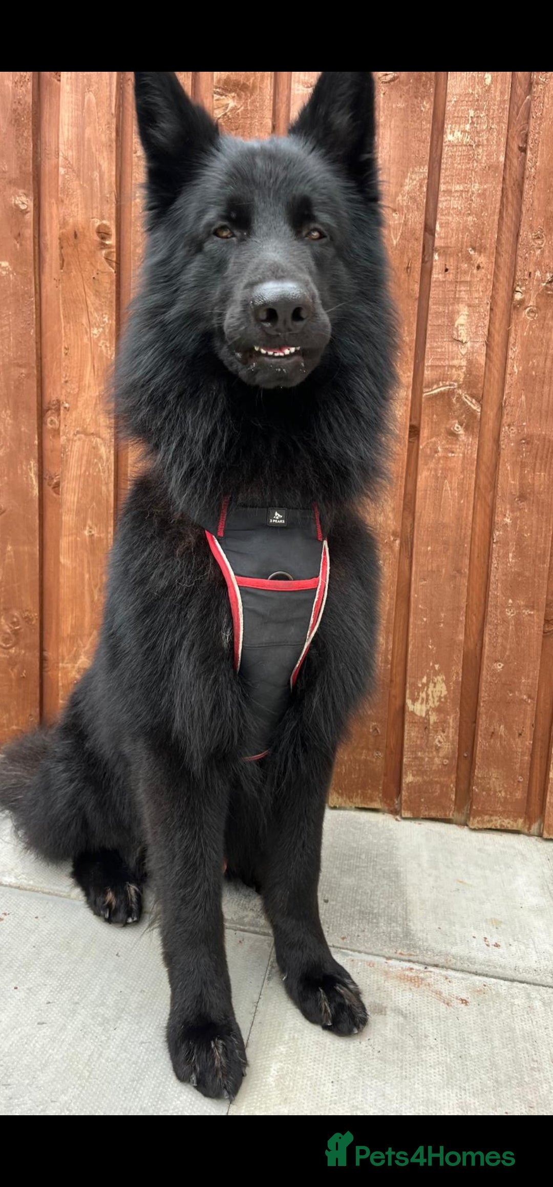 German Shepherd dogs for stud: Black German Shepard in Roslin - Image 1