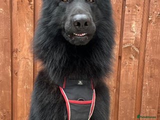 German Shepherd dogs in Roslin - Advert 2