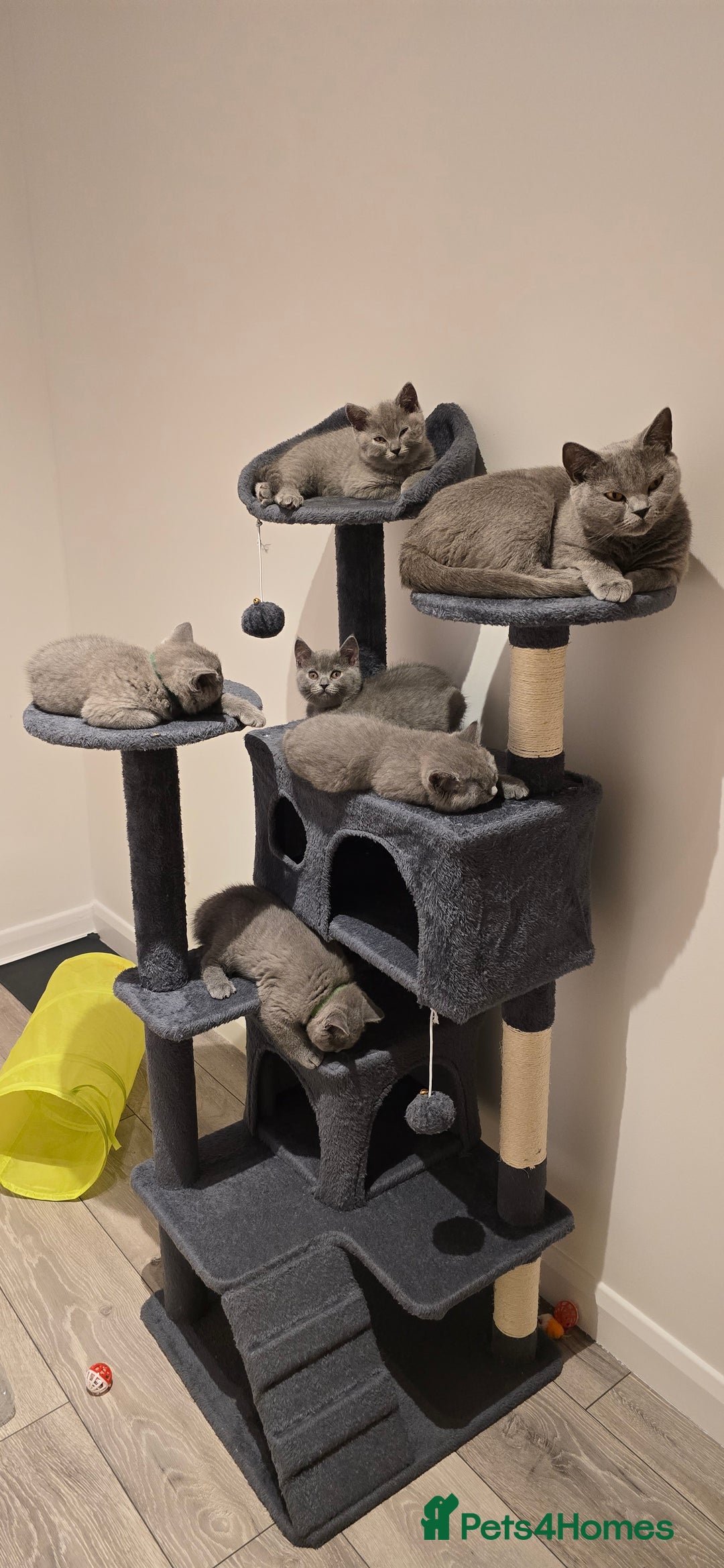 British Shorthair cats for sale: British Blue Shorthair - Image 7