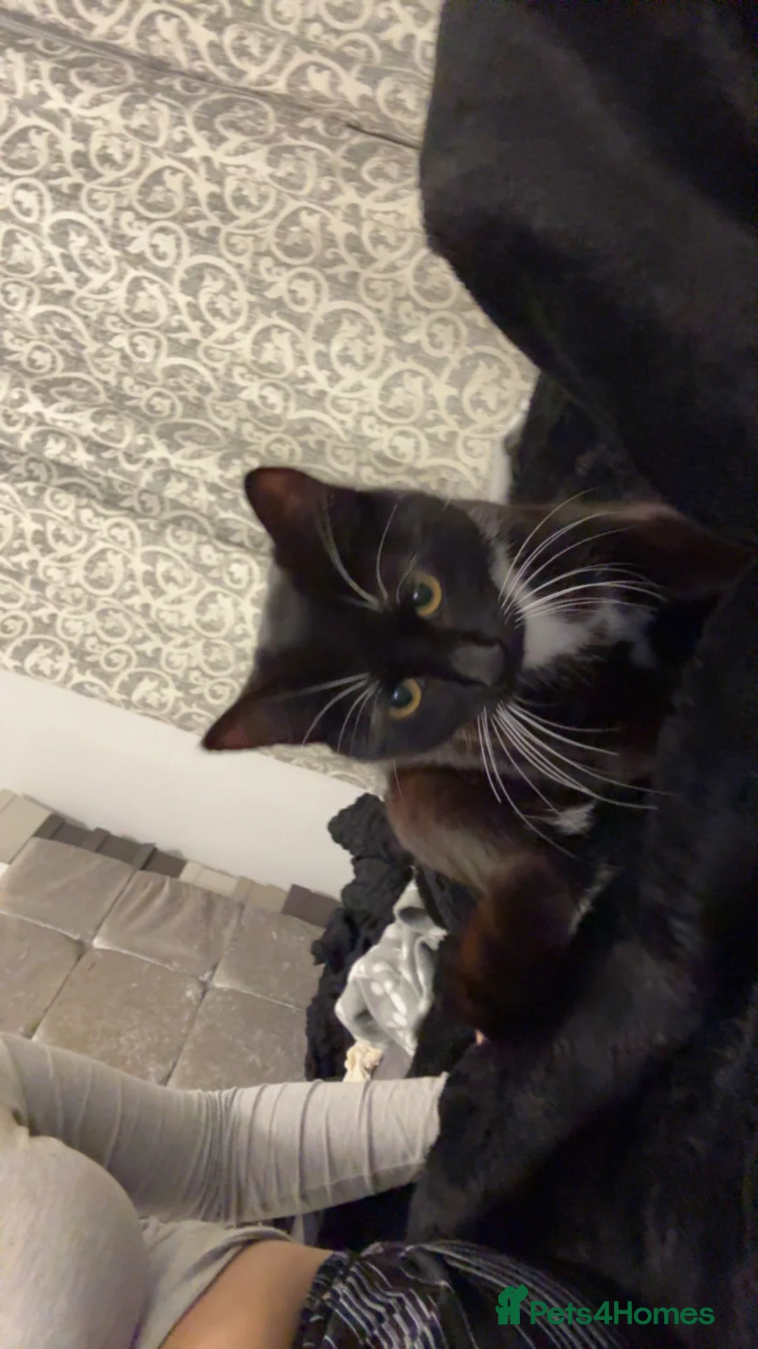 Mixed Breed cats for sale: Female kitten available in Southall - Advert 2