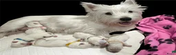West Highland Terrier dogs for sale: West Highland Terrier Pups looking new home - Advert 2