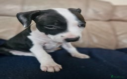 Staffordshire Bull Terrier dogs for sale: From Our Family to Yours - Image 2