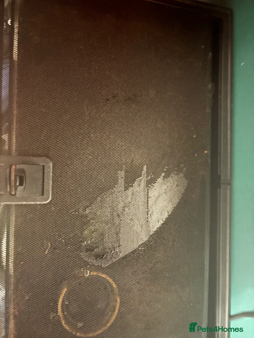 Frog reptiles for sale: Young Pac-Man frog - Advert 4