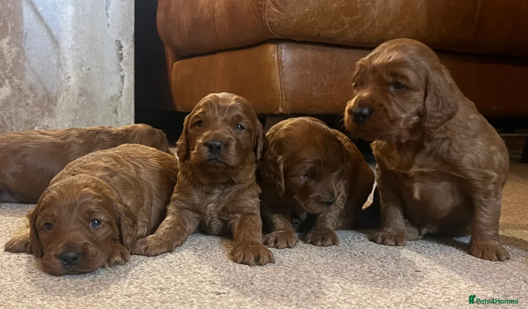 Irish Doodle dogs for sale: Beautiful Irish doodle puppies  - Advert 15