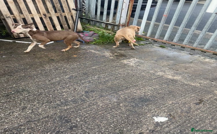 Mixed Breed dogs - Advert 7