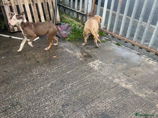 Mixed Breed dogs - Advert 9