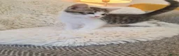 Mixed Breed cats for sale: 4 beautiful boys  - Advert 11