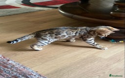 Bengal cats for sale: Bengal kittens - Image 8