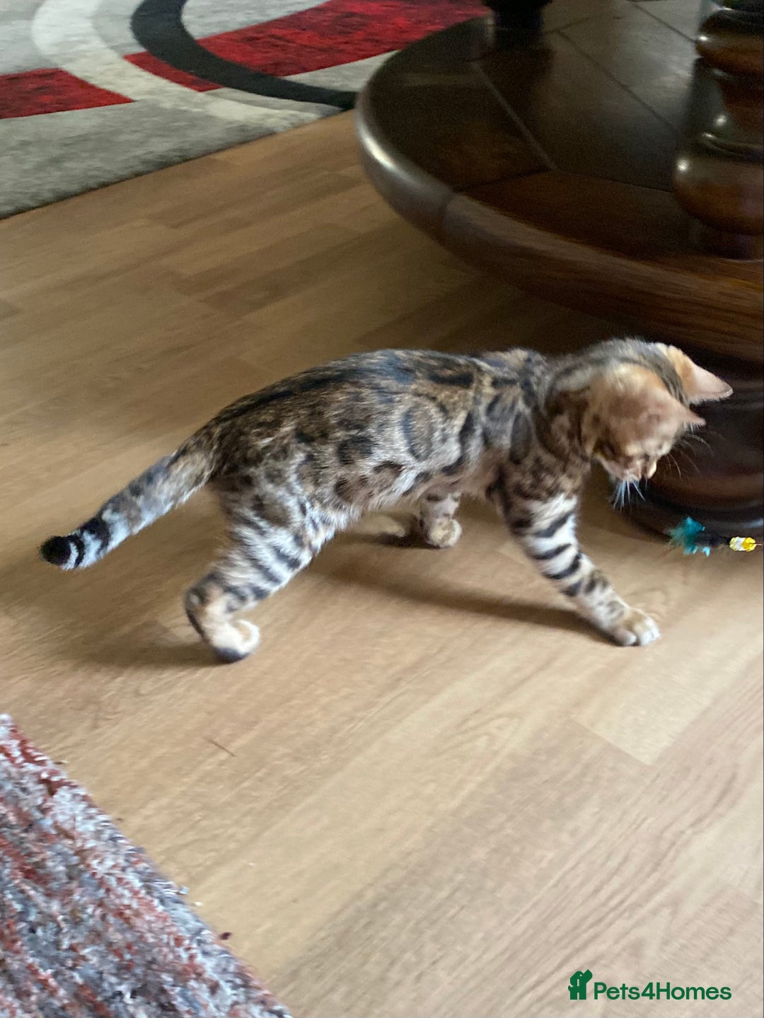 Bengal cats for sale: Bengal kittens - Image 8