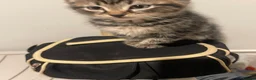 Brazilian Shorthair cats for sale: 3 Gorgeous Kittens  - Advert 15