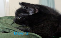 Mixed Breed cats for sale: Kittens for sale - Image 9