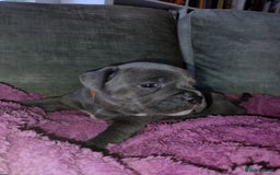 Staffordshire Bull Terrier dogs for sale: Blue Staffie Pups - Image 18