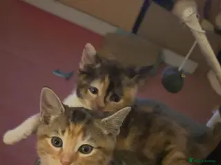 Mixed Breed cats 2 adorable kittens for sale 1 male 1 female - Advert 1