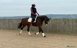 English Warmblood horses for sale: Darcy - Excellent BE prospect - Image 6