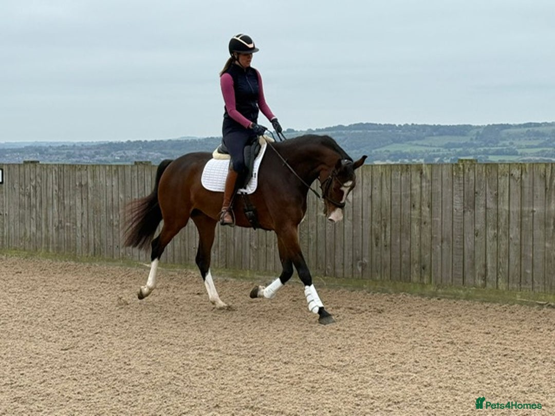 English Warmblood horses for sale: Darcy - Excellent BE prospect - Image 6