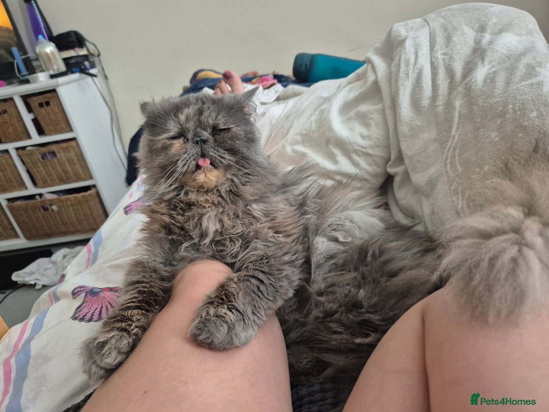 Persian cats for sale: Blue/cream persian kitten / cat 1 year - Image 3